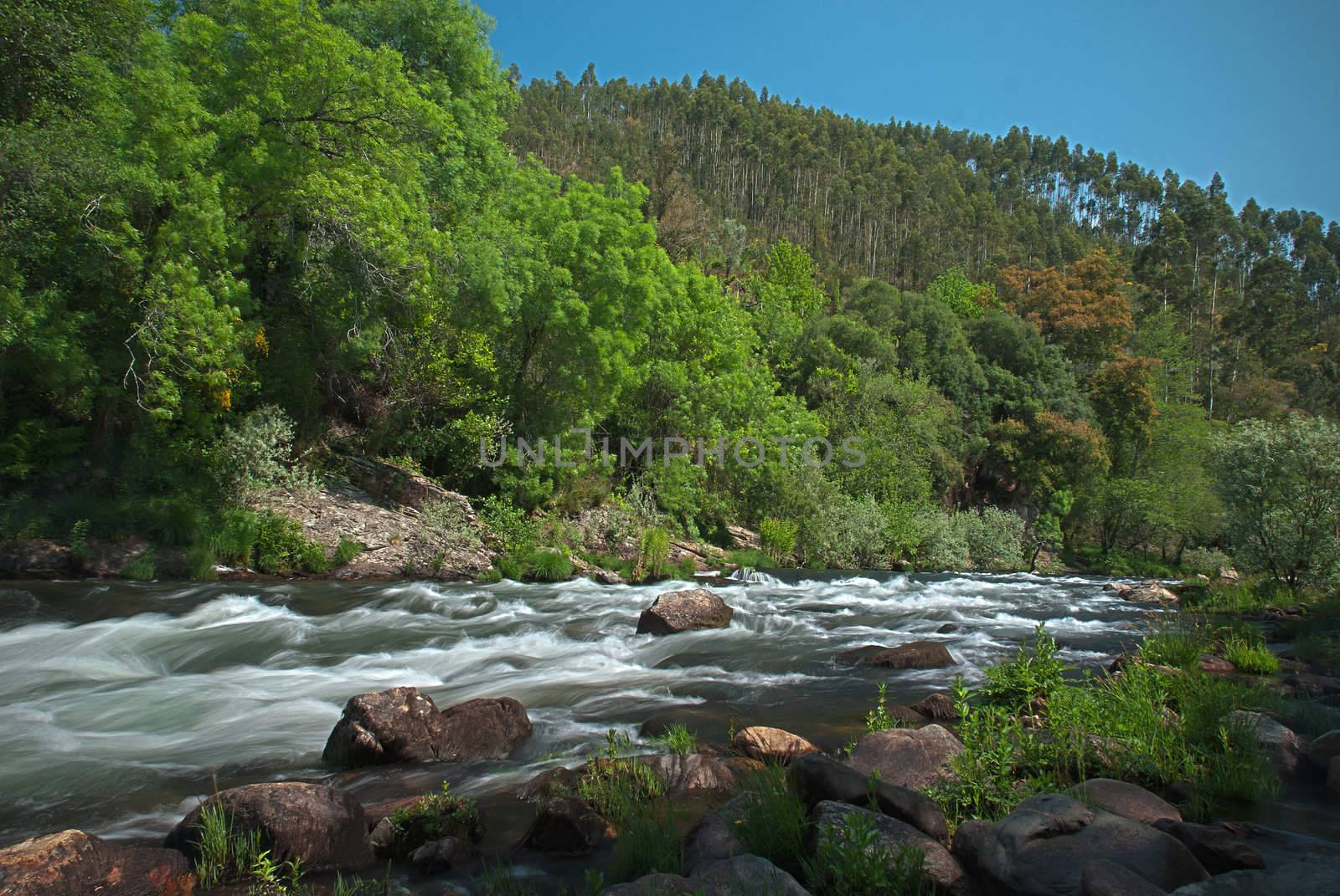 River water stream on a sunny clear sky spring day in forest.