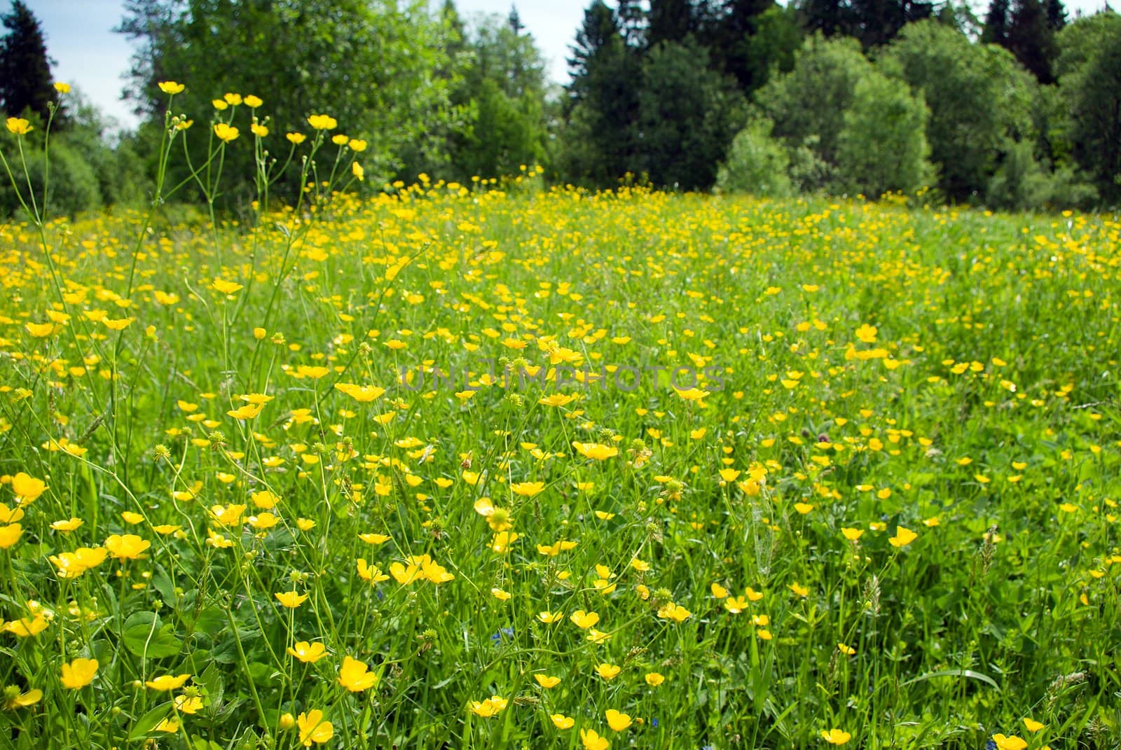 Meadow with yellow  field colour on background blue sky