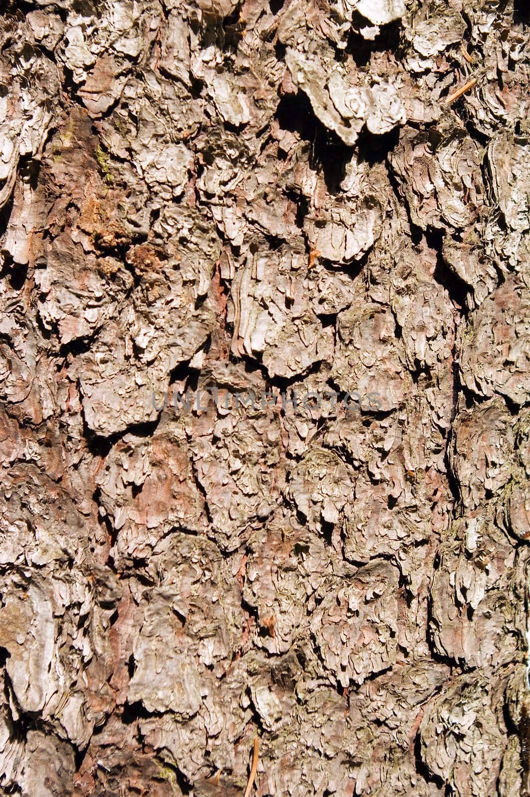 pine.Aging cortex.Old bark of tree texture detail.