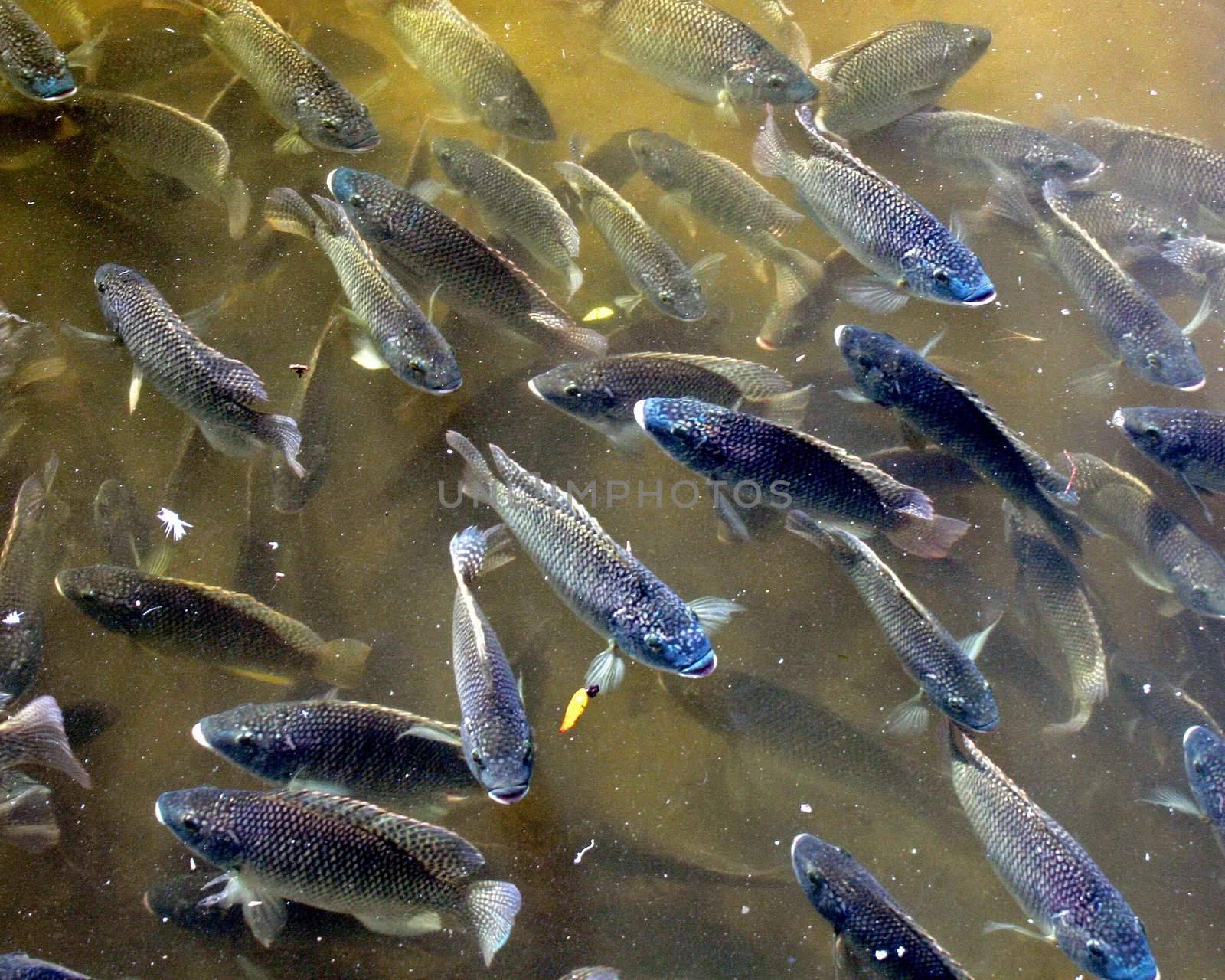 A lot of fish in a lake.
