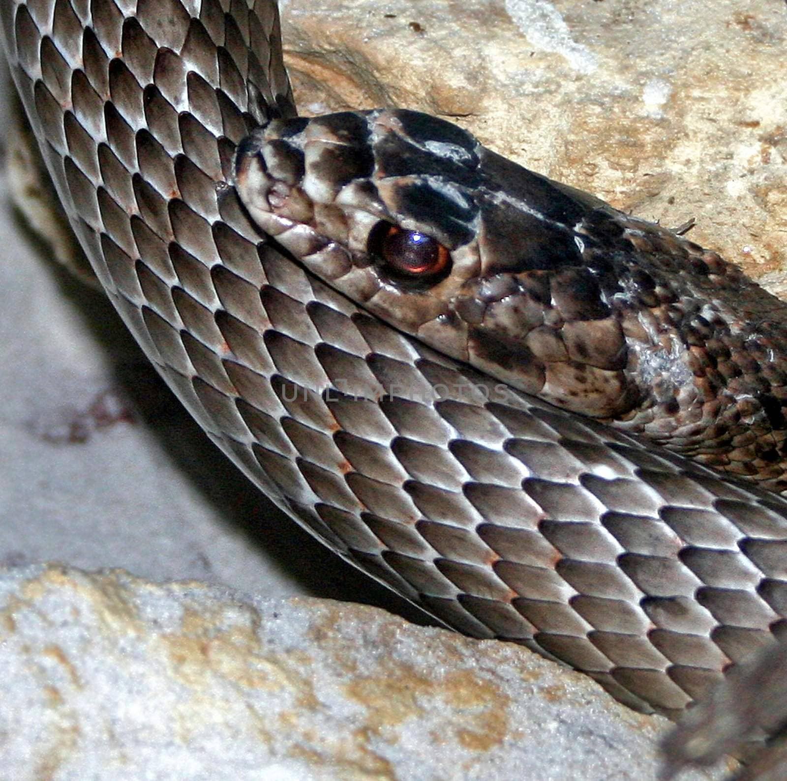 A snakes head leaning on its body.