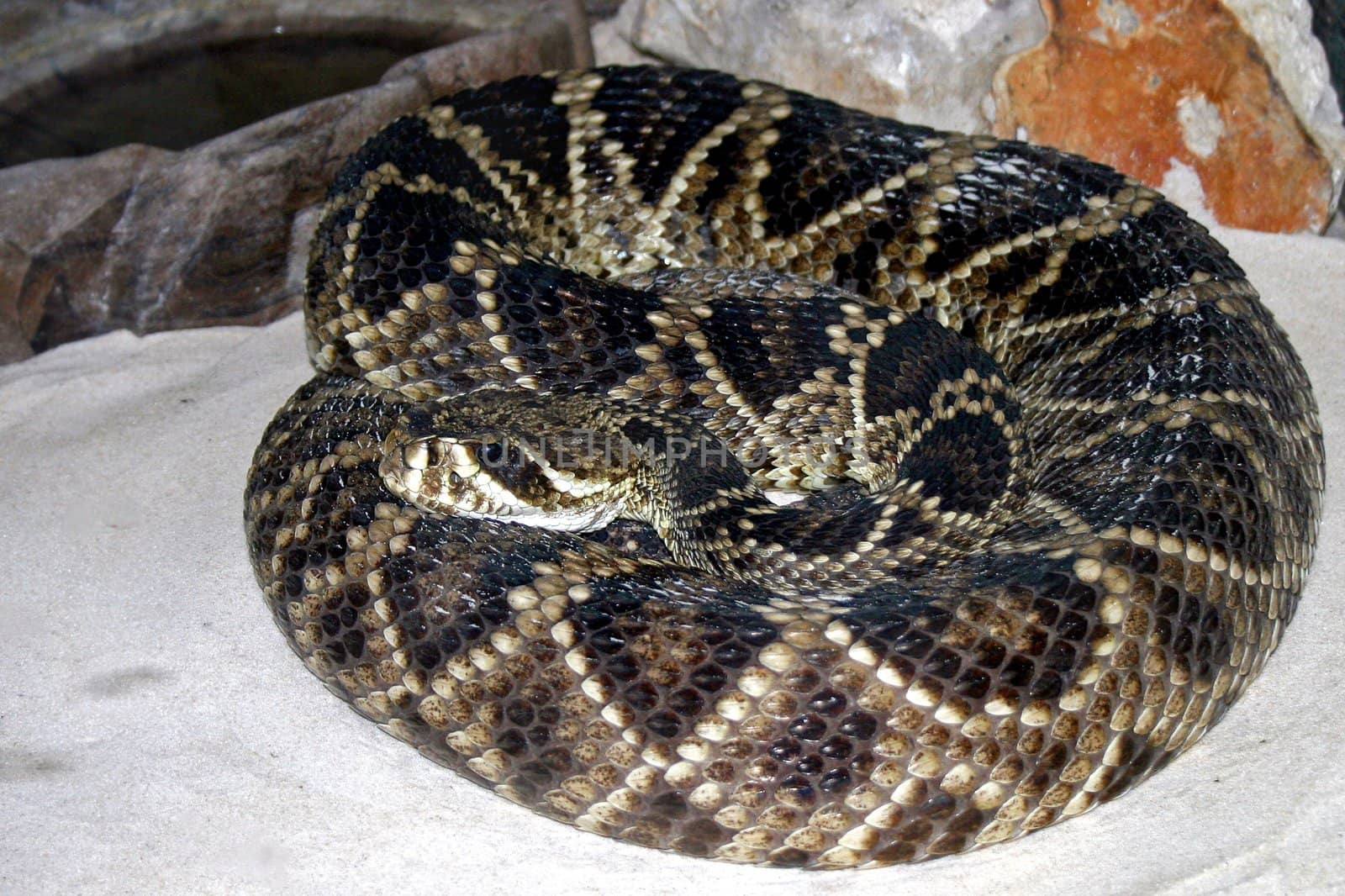 A snake curling up in its exhibit, looking out.