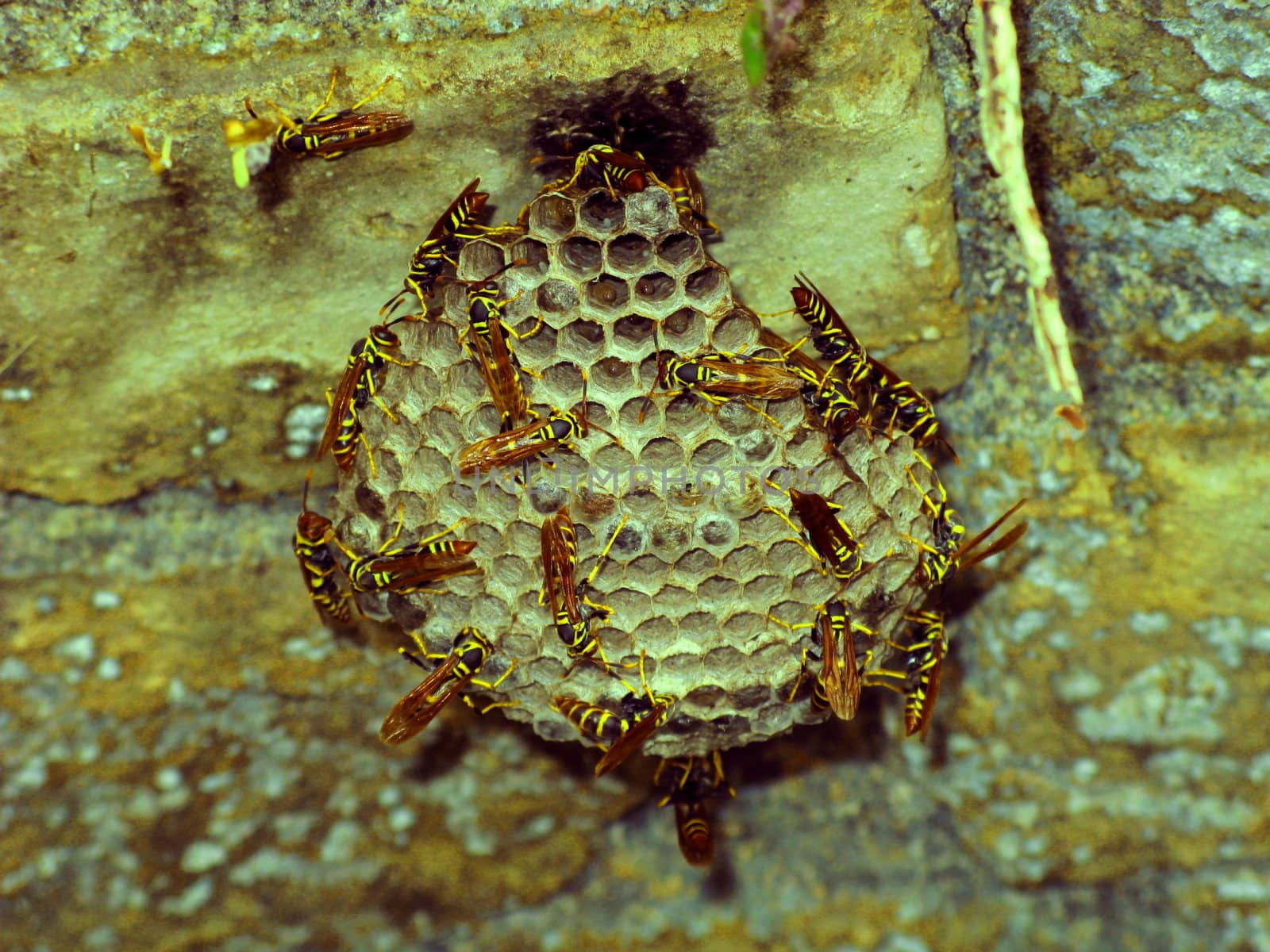 Macro of bees clustering around a natural hive. 