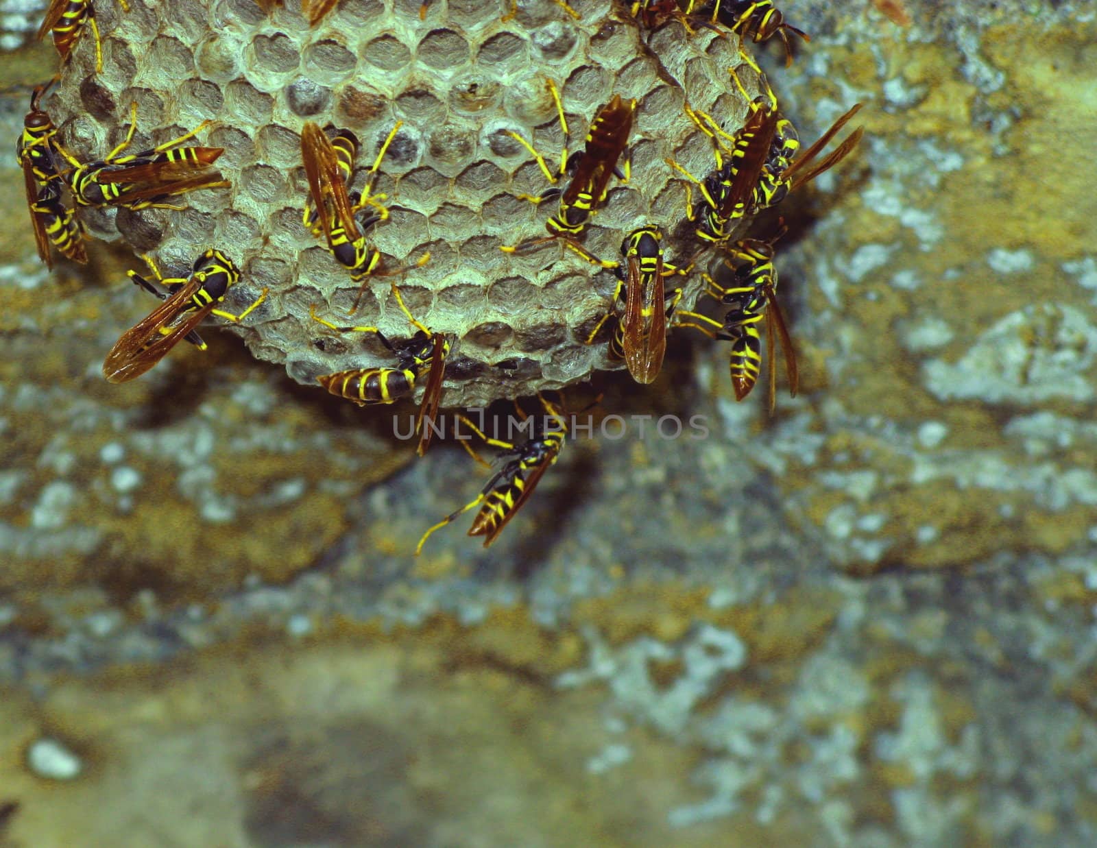 Macro of bees clustering around a natural hive. 