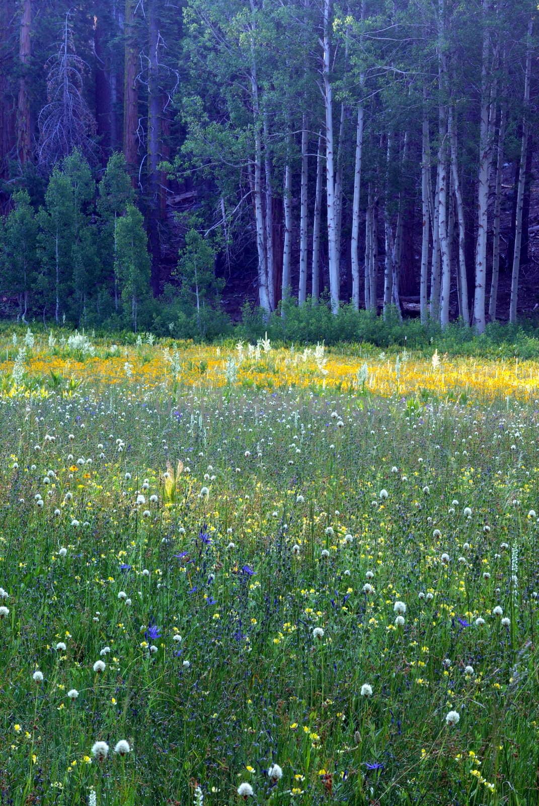 A sierra meadow covered with spring wildflowers.