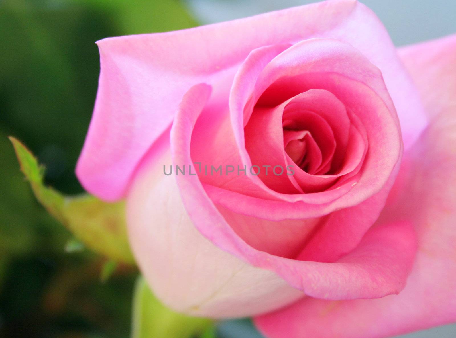 Soft pink rose by jarenwicklund