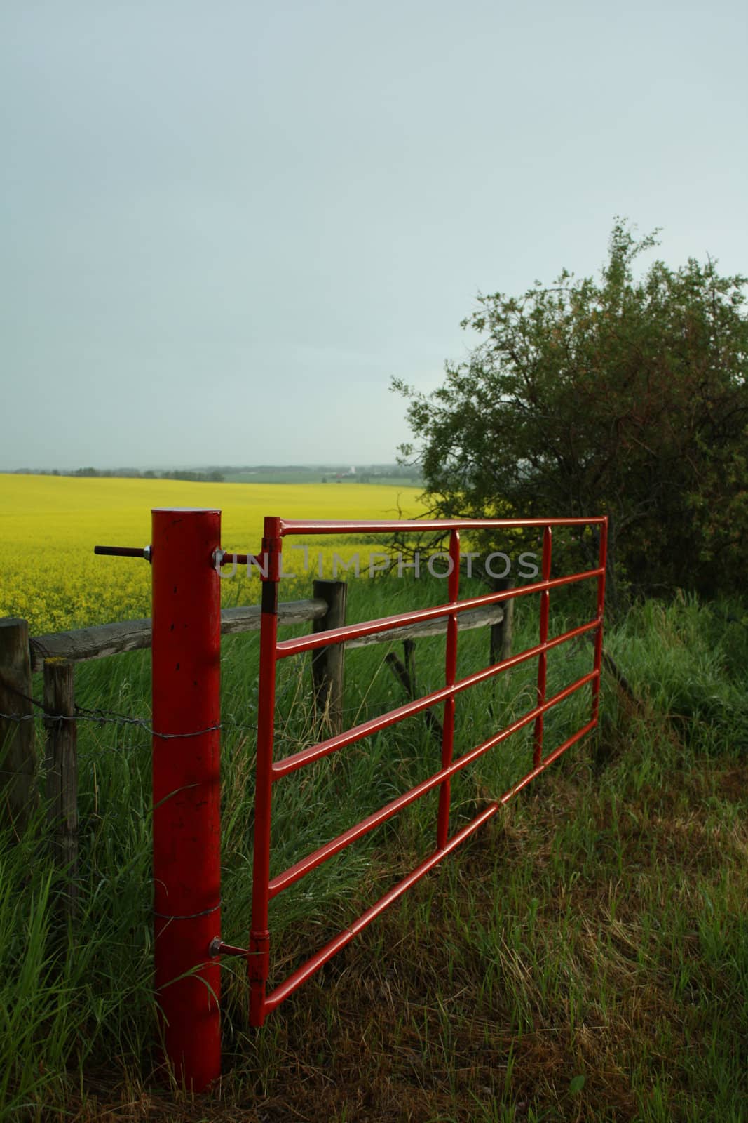 A red farm gate by a yellow blooming canola field.