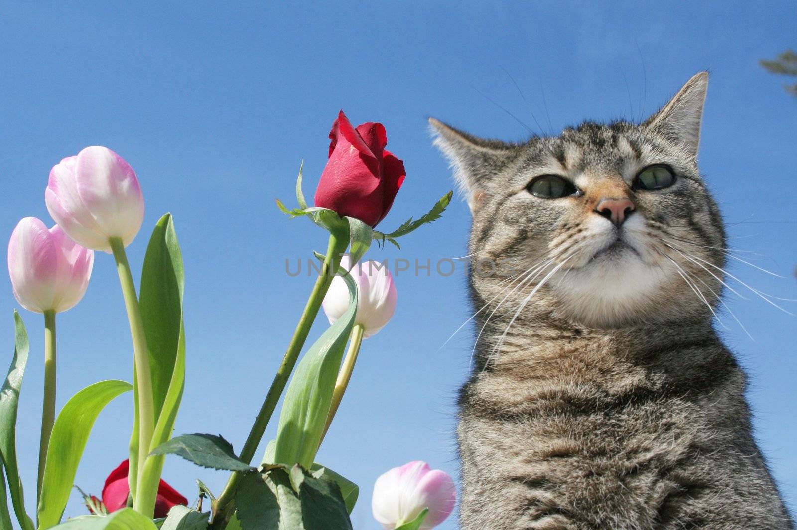 Gray tabby cat in the flower garden