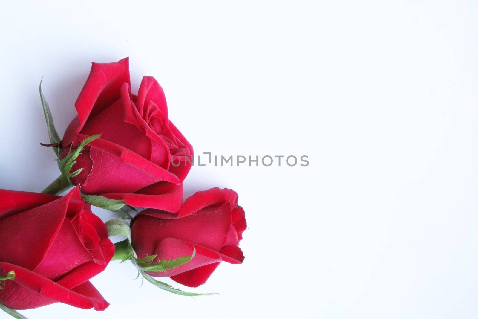 Three red roses on white paper
