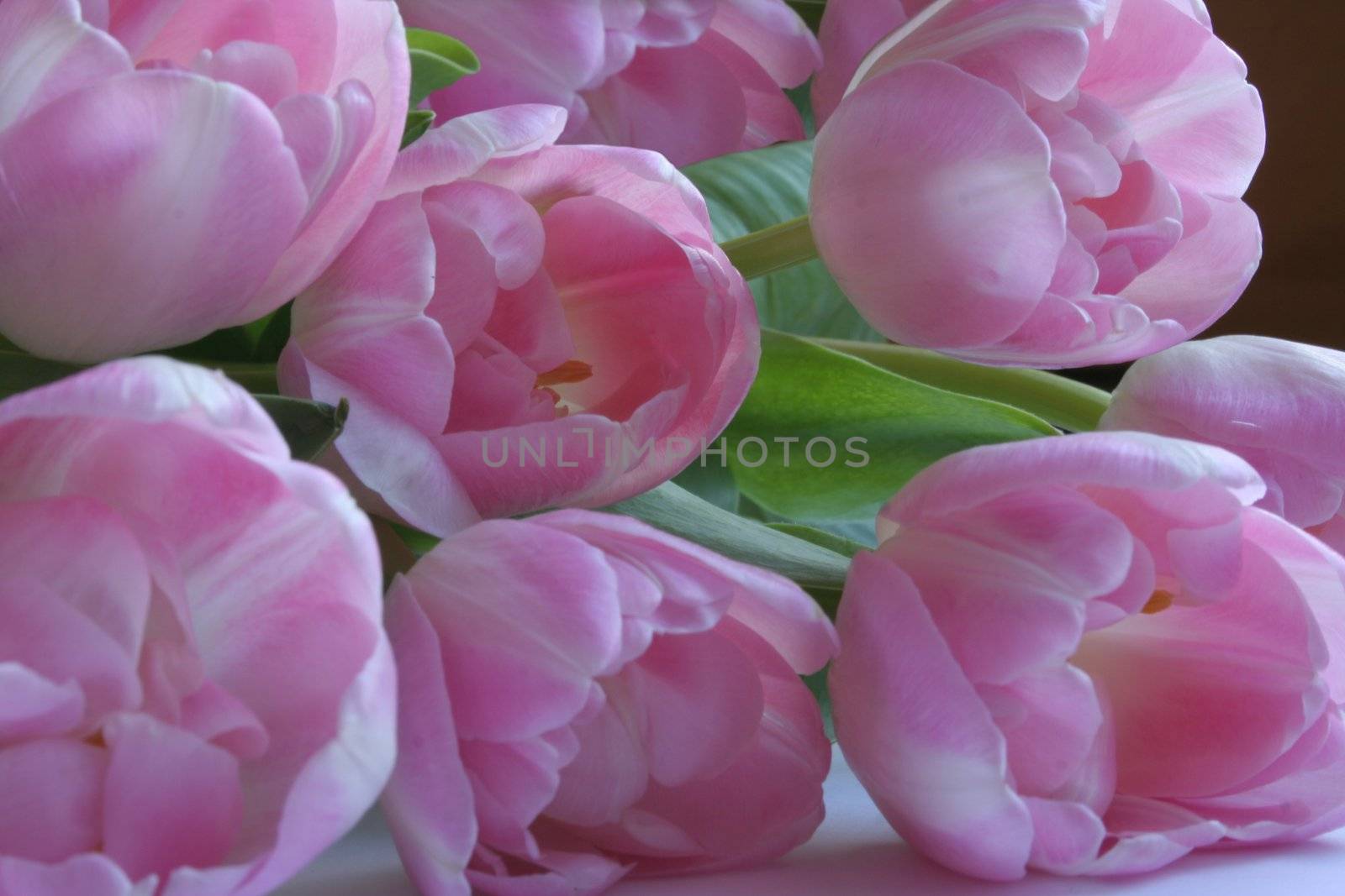 Pink tulips in sundued light