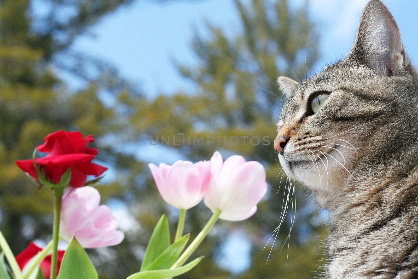 Kitty in the flower garden in spring