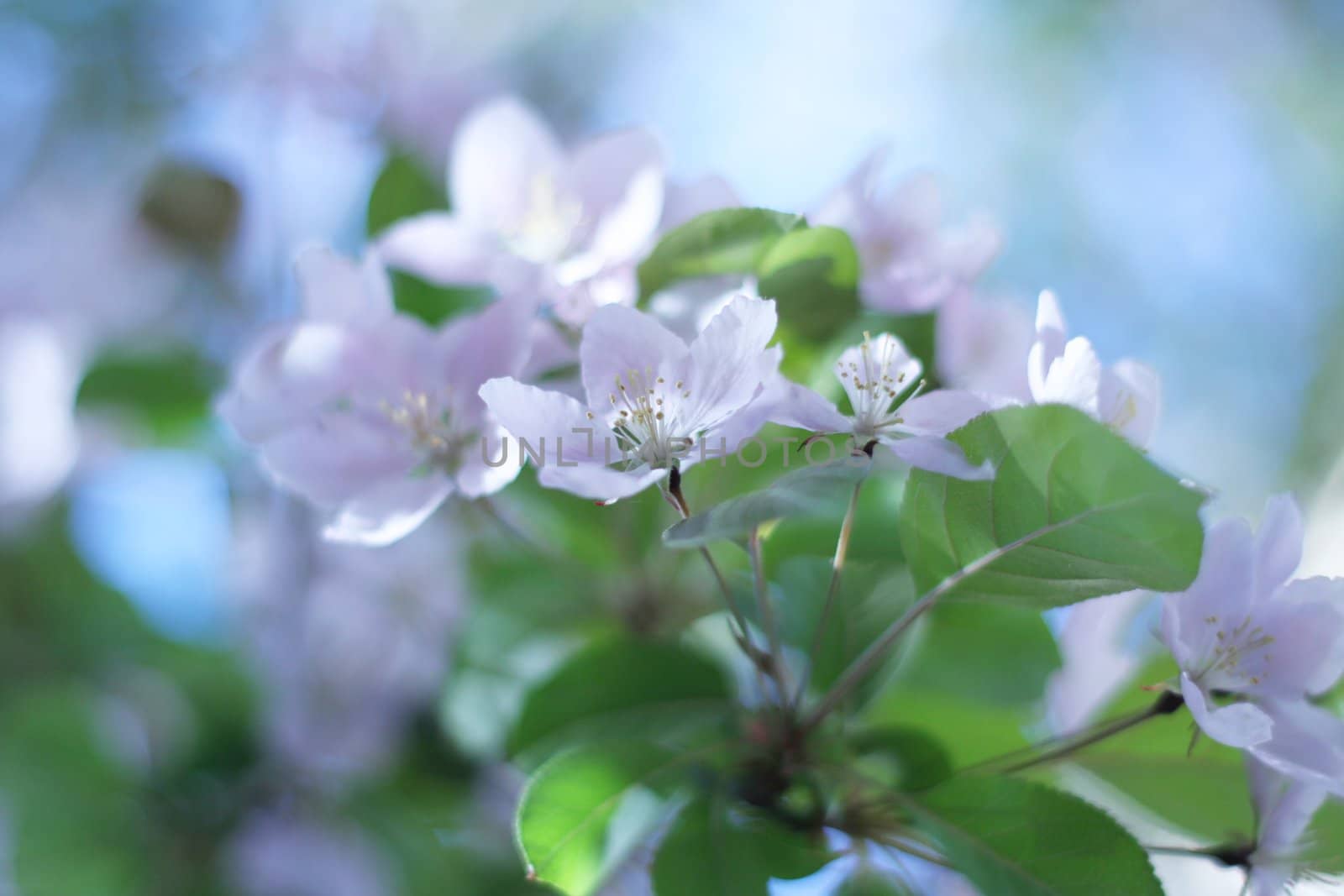 plum, blossoms, tree, branch, leaves, bloom, flower, pink, pretty, spring, summer, sky, outdoors, soft, petals, fragrant, nature, fresh air, lovely, beautiful