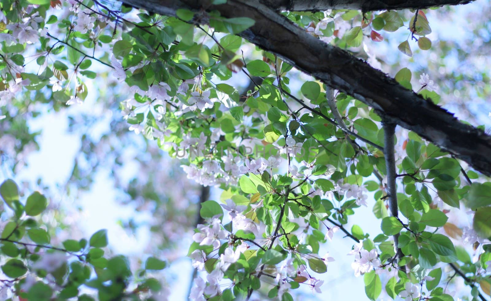 Plum, cherry blossoms