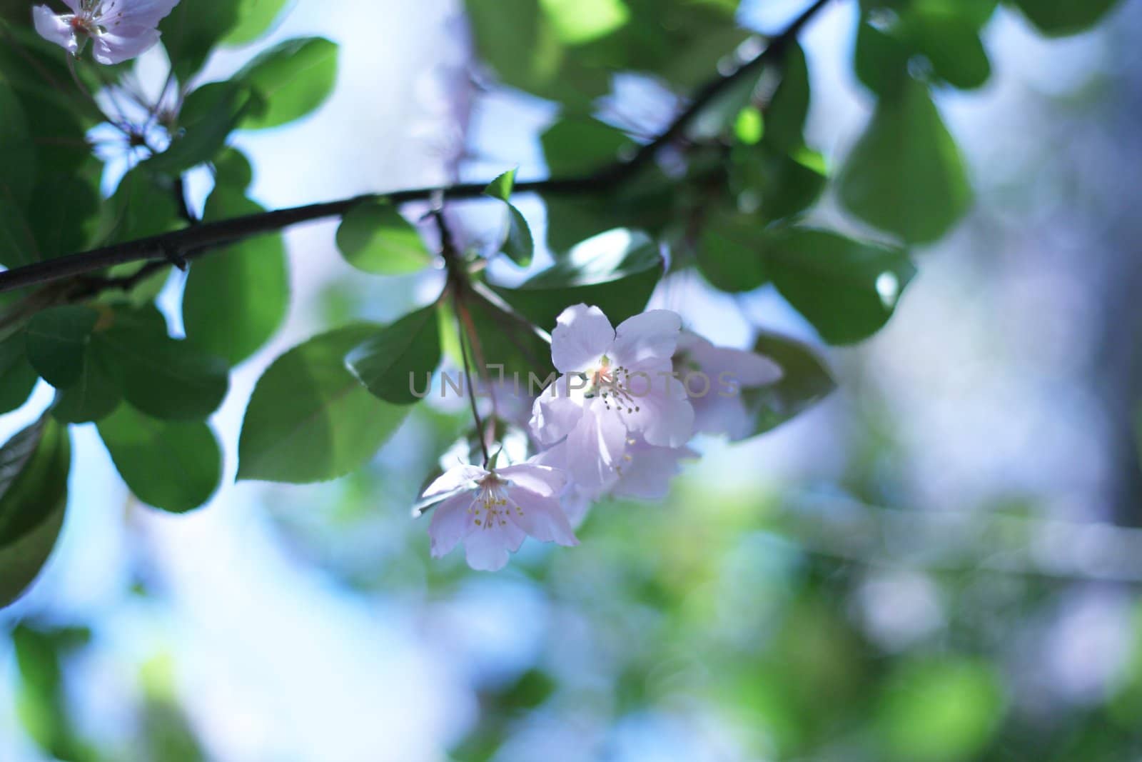 Plum, cherry blossoms