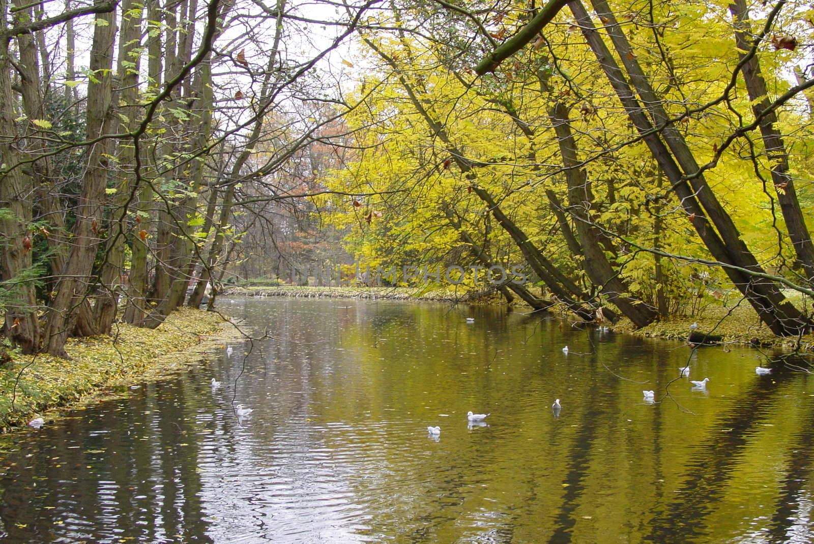 Autumn river park