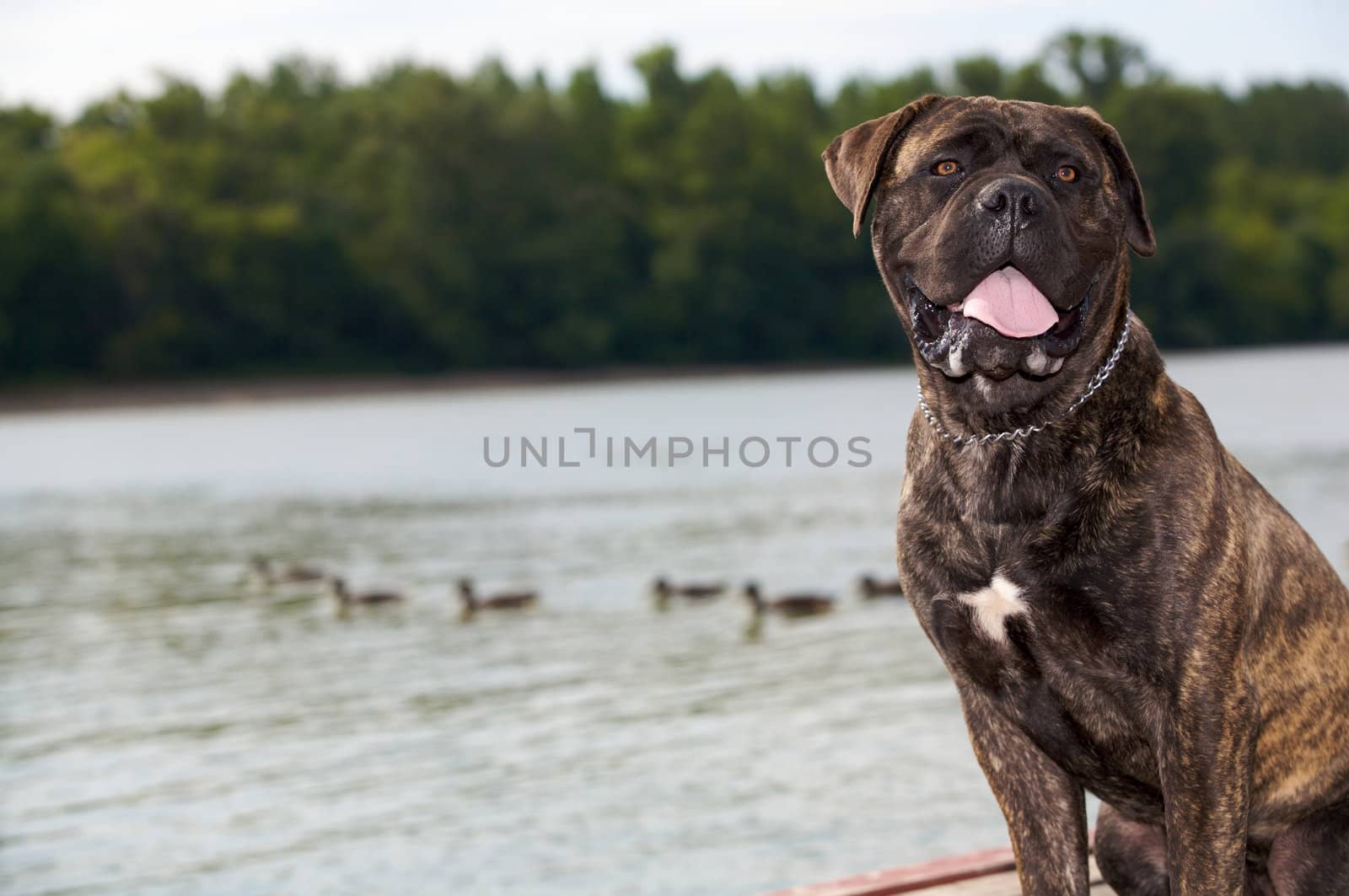 A bullmastiff sitting on a gang-board.