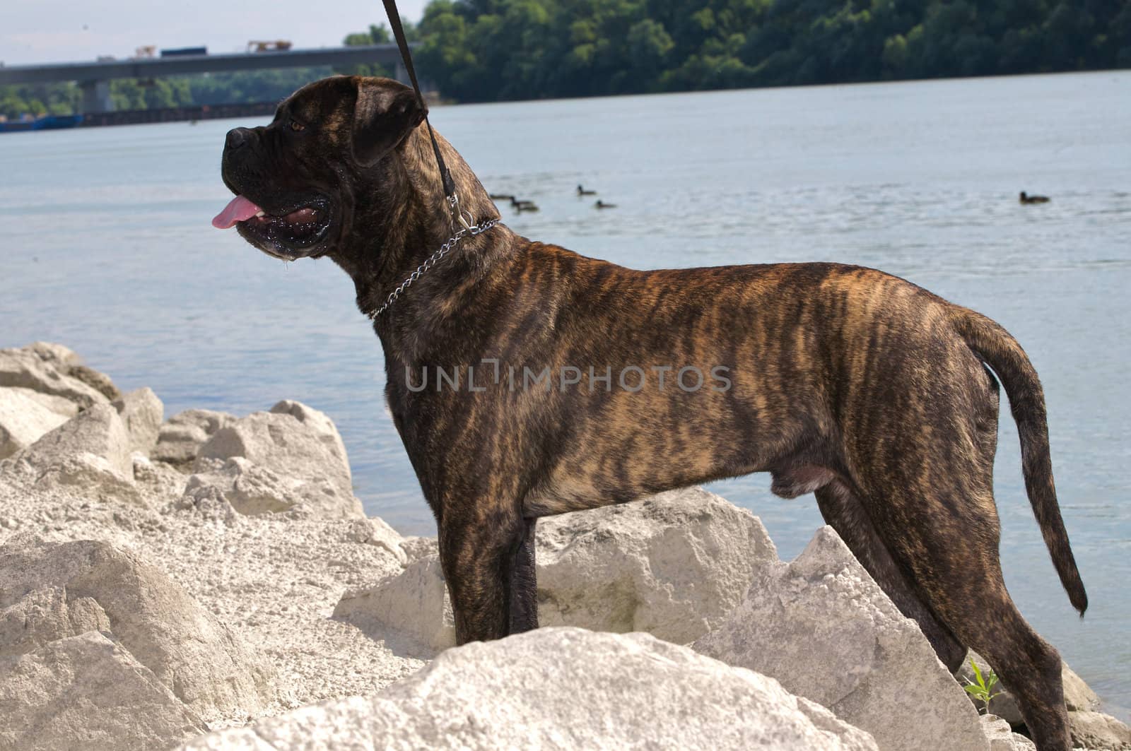 A standing bullmastiff.