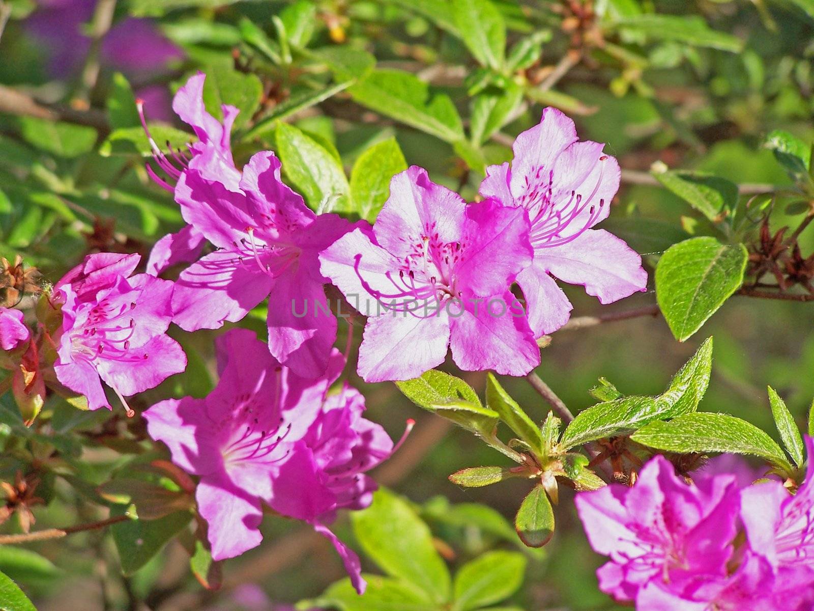 Close up of azalea illuminated by sun.