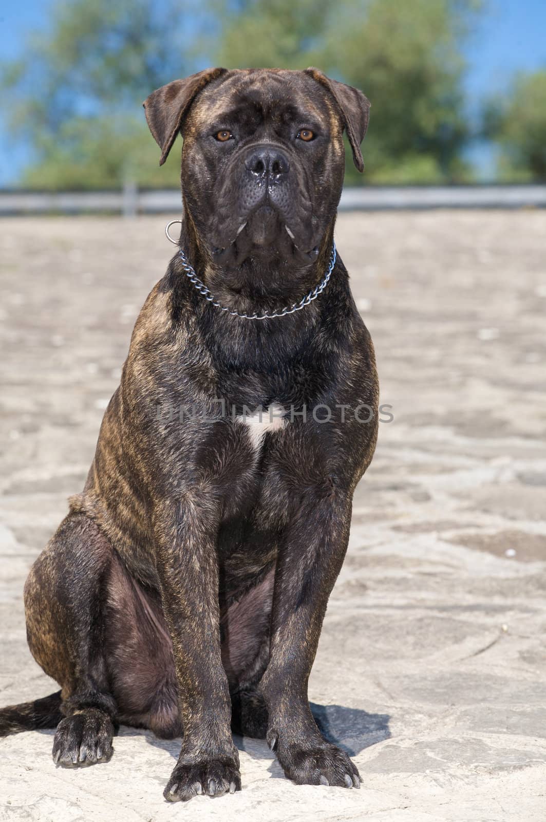 A sitting bullmastiff.