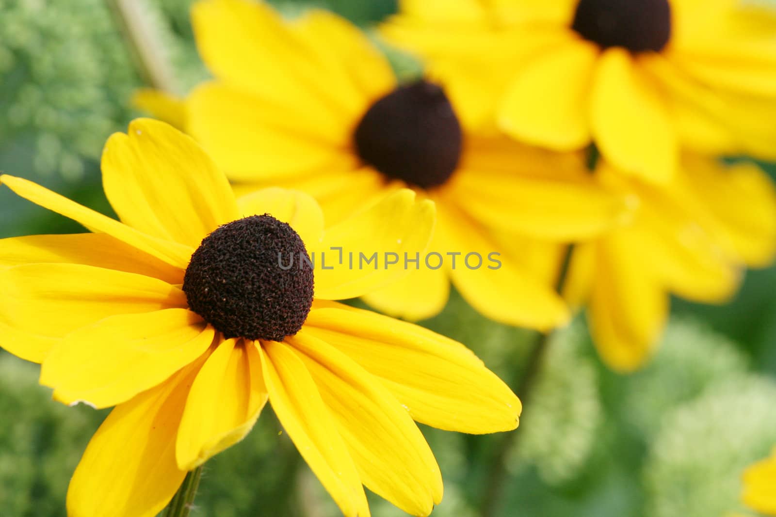 Field of beautiful yellow flowers , Echinacea paradoxa, yellow coneflowers