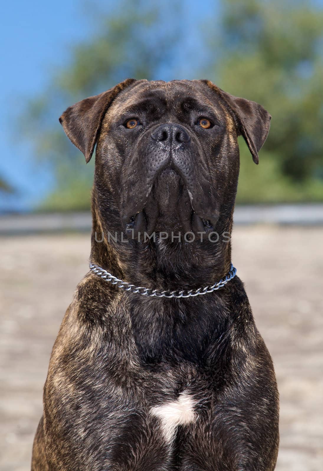 A bullmastiff looking ahead.