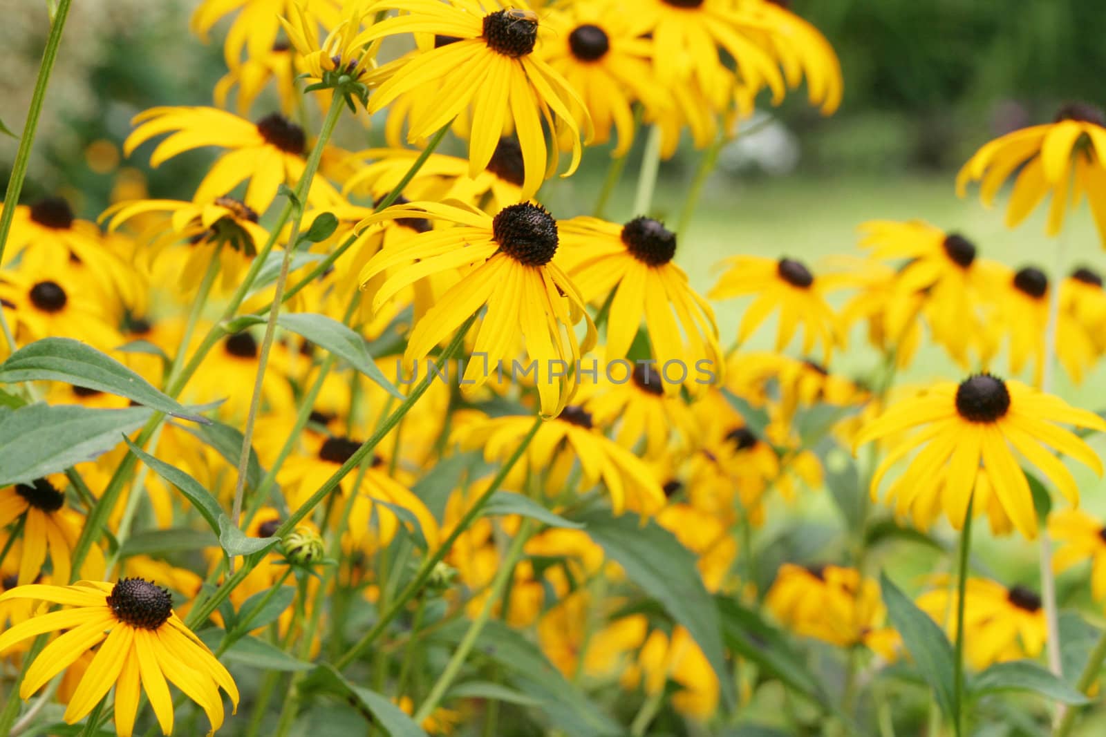 Field of beautiful yellow flowers , Echinacea paradoxa, yellow coneflowers