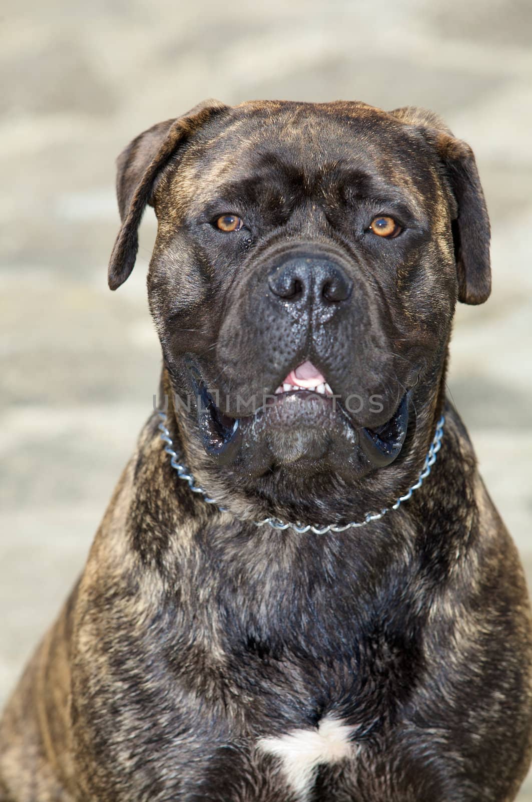 A close-up bullmastiff picture.