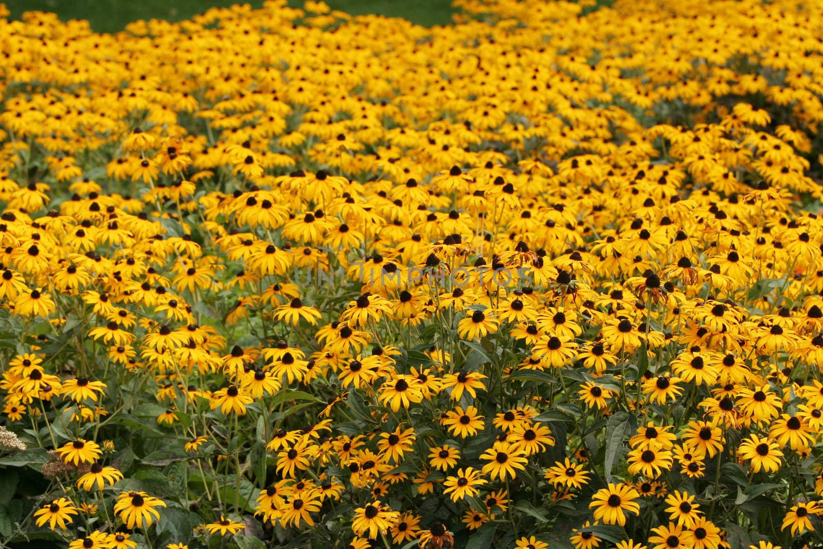 Field of beautiful yellow flowers , Echinacea paradoxa, yellow coneflowers