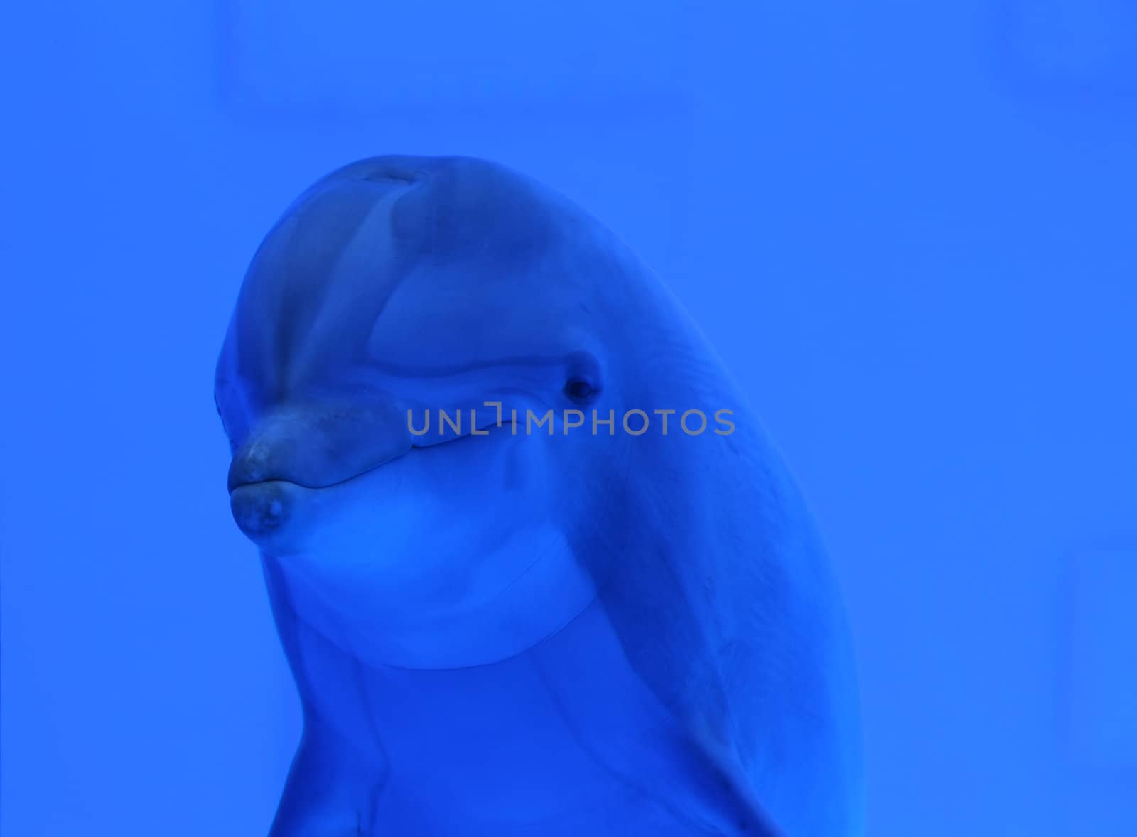 blue dolphin underwater swimming and looking at us, great wildlife background