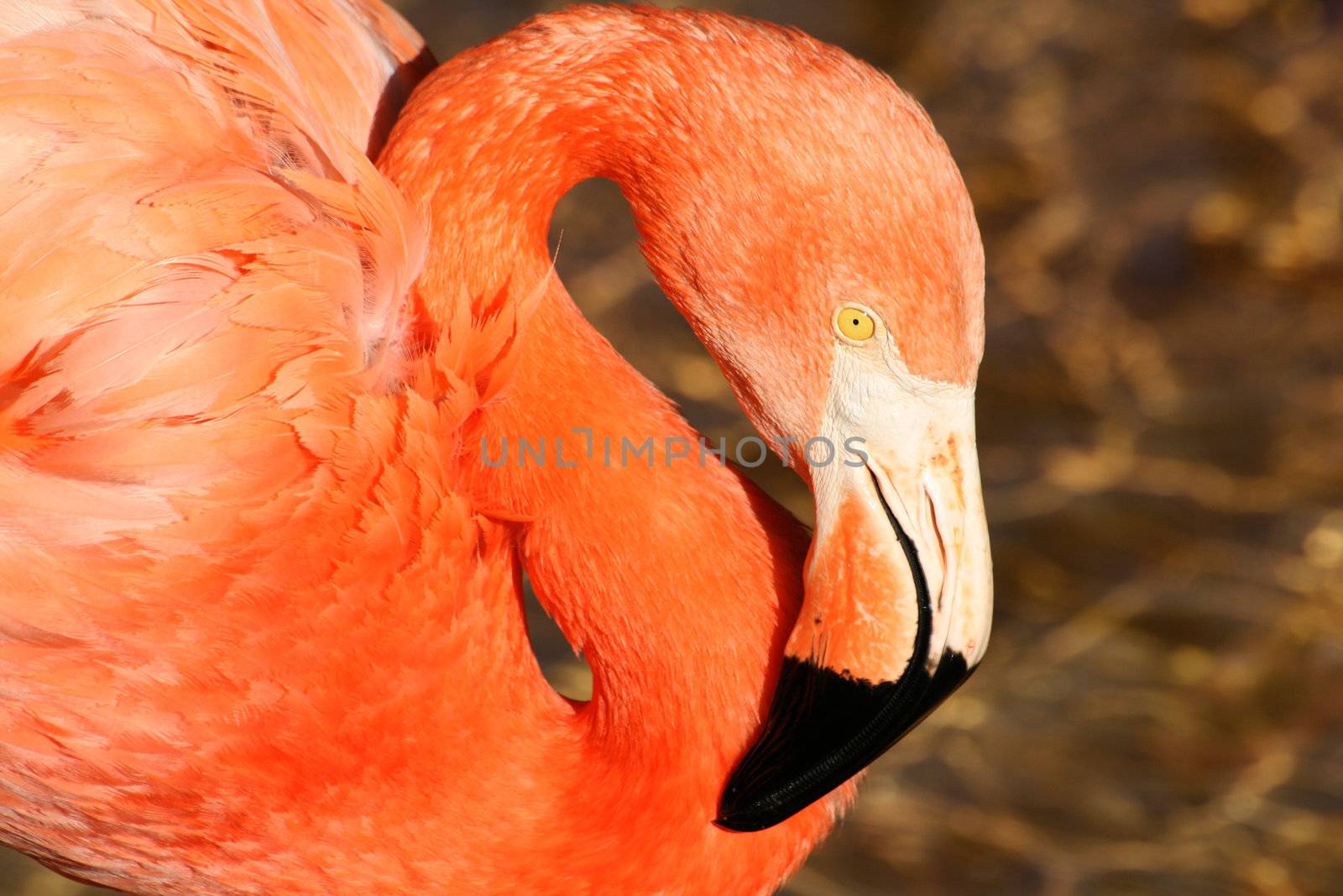 a pink flamingo bird in a pond, long neck