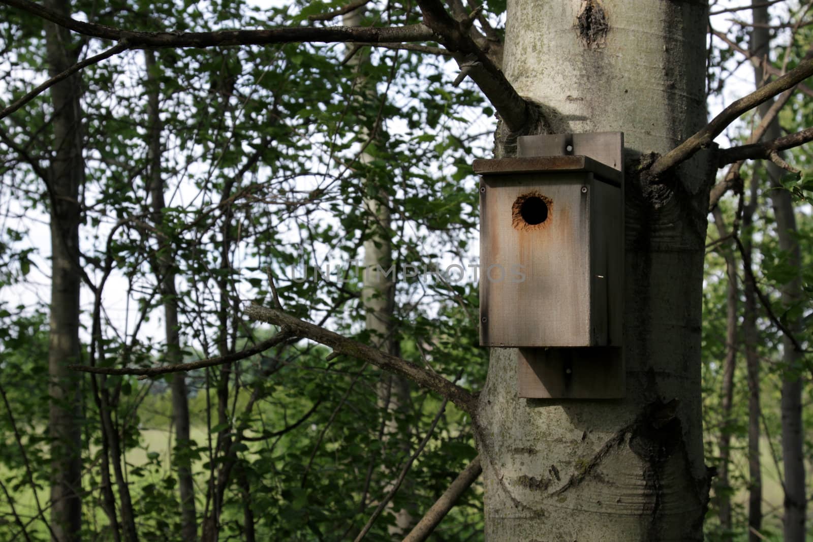 Birdhouse on a Tree
 by ca2hill