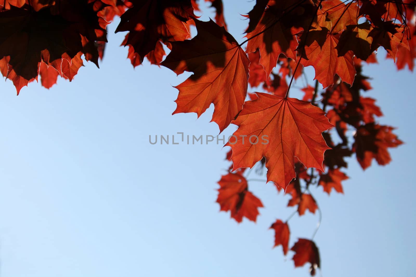 Copper Maple Leaves
 by ca2hill