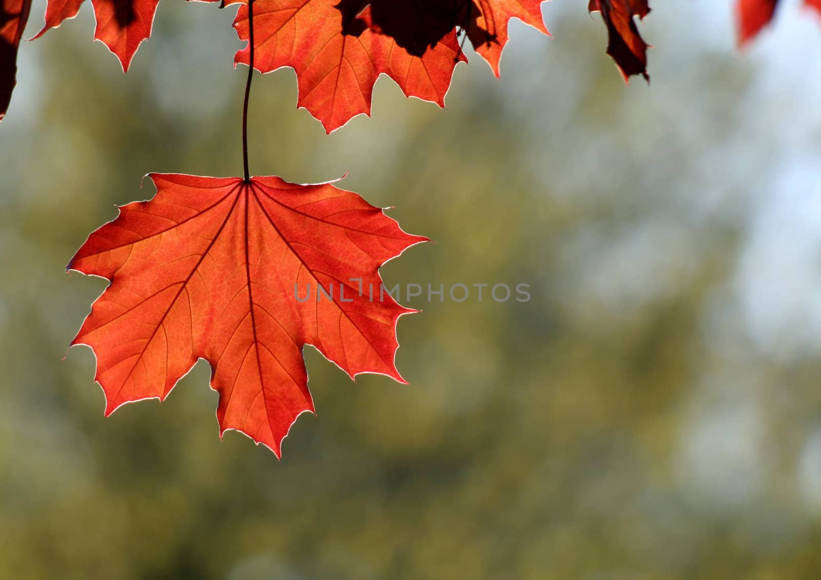 A backlit Red Maple leaf shot from a beneath.
