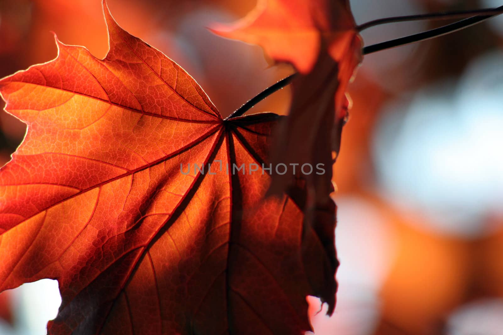 A backlit Red Maple leaf shot from a beneath.
