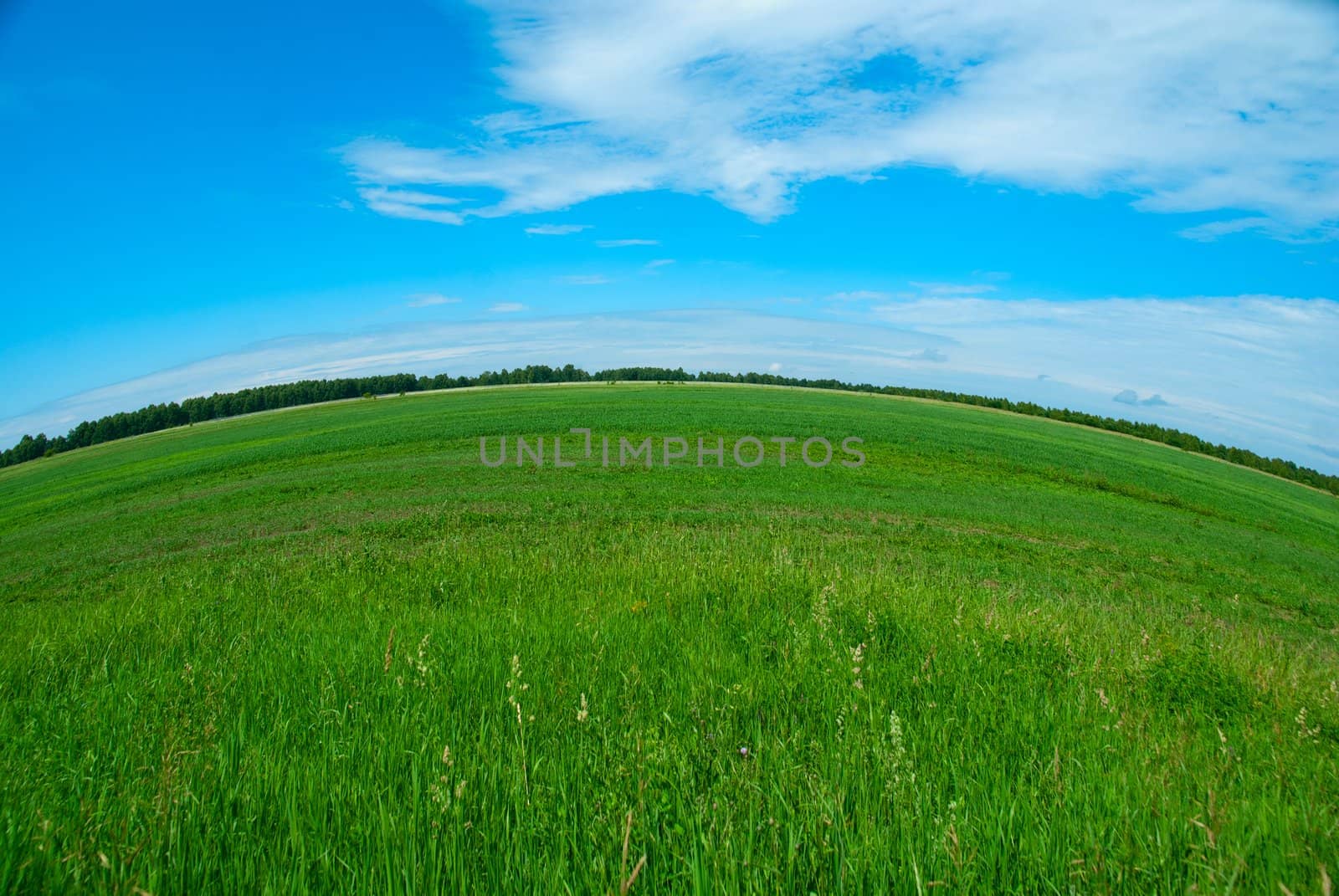 nature background with fresh grass and sky