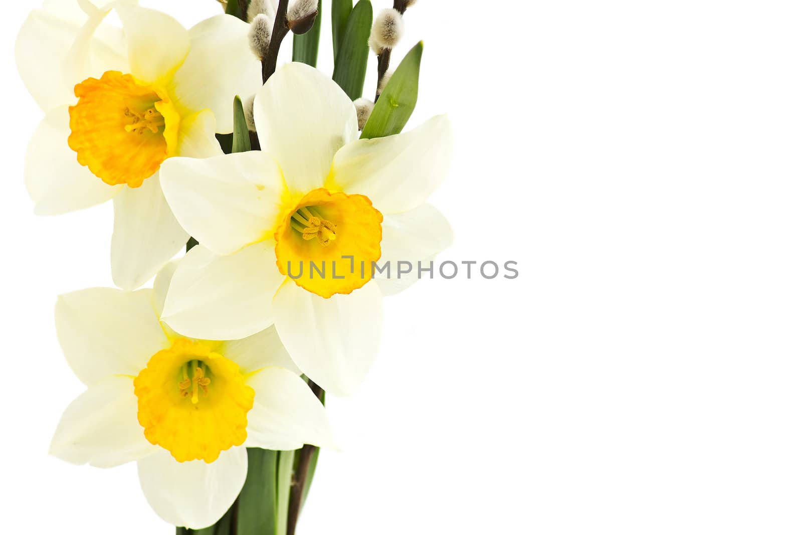 narcissus flowers