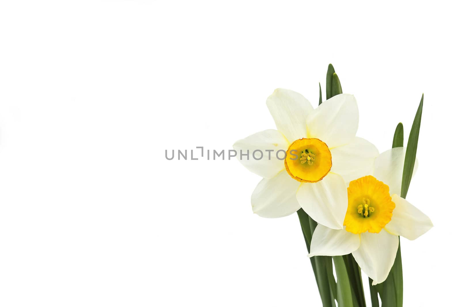 narcissus flowers