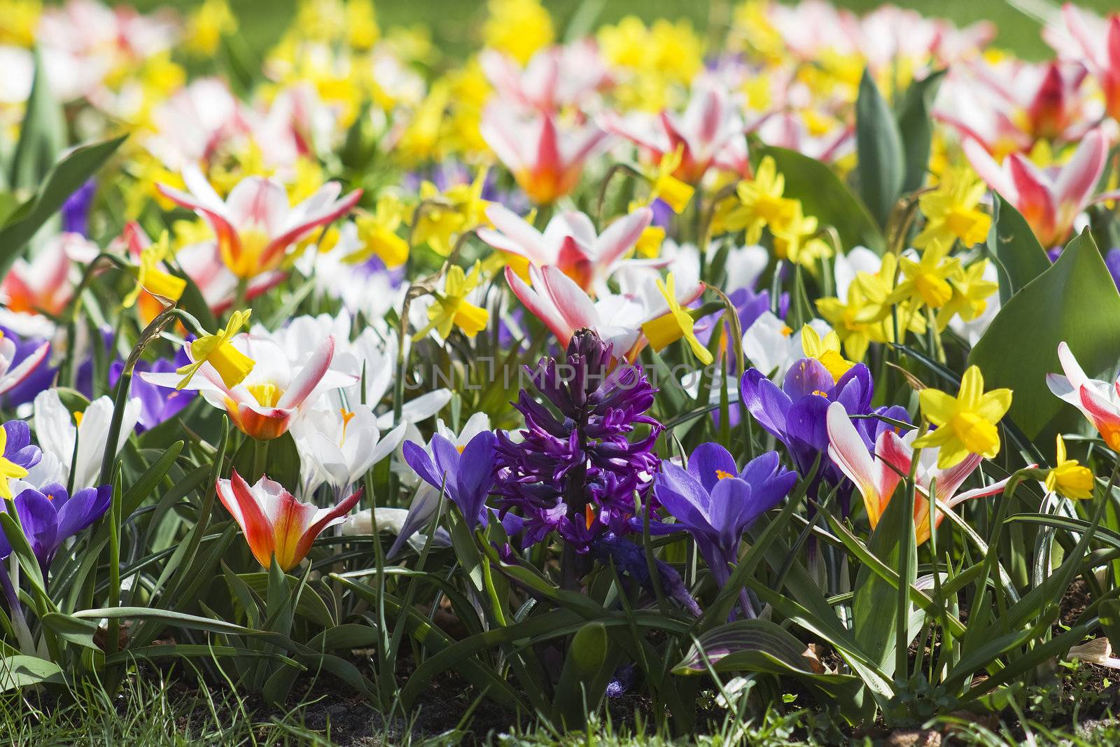 Colorful spring flowers in the park