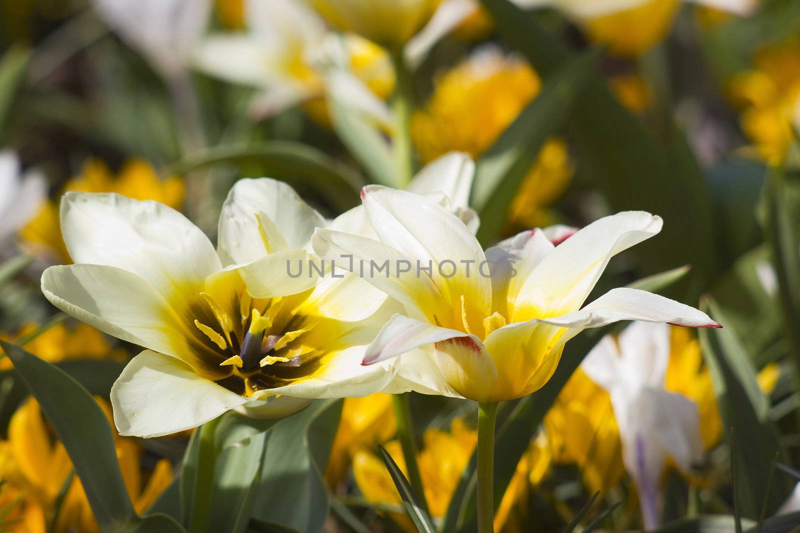 Beautiful tulips in Keukenhof Garden