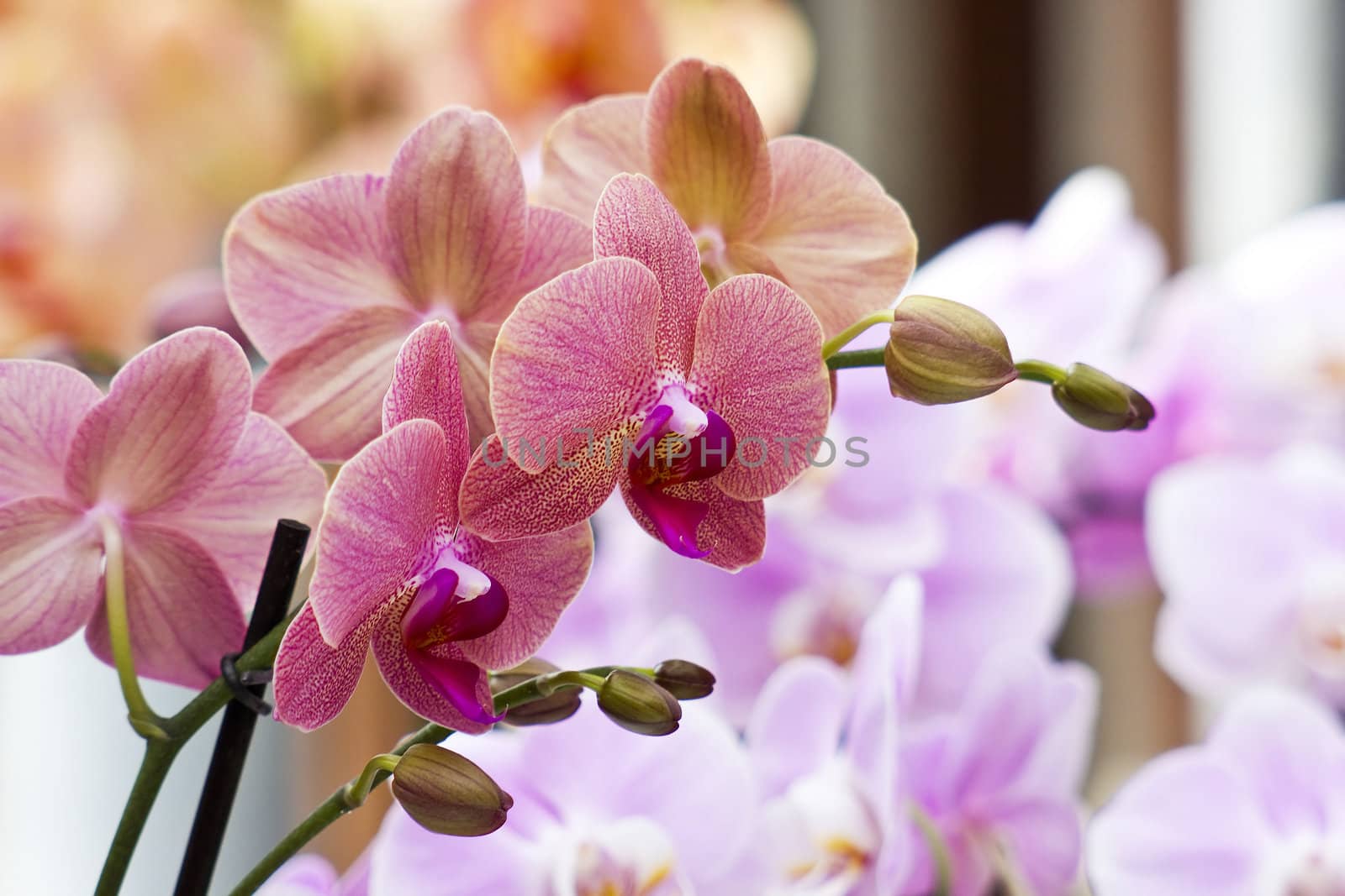 Beautiful orchid - phalaenopsis