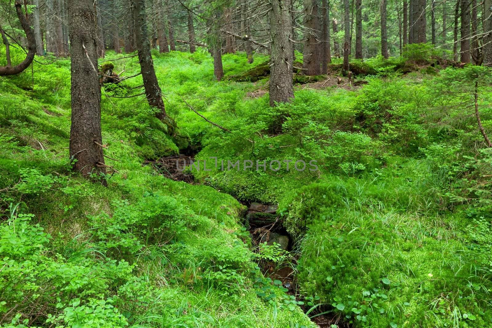 Picture of the forest in the Carpathian mountains