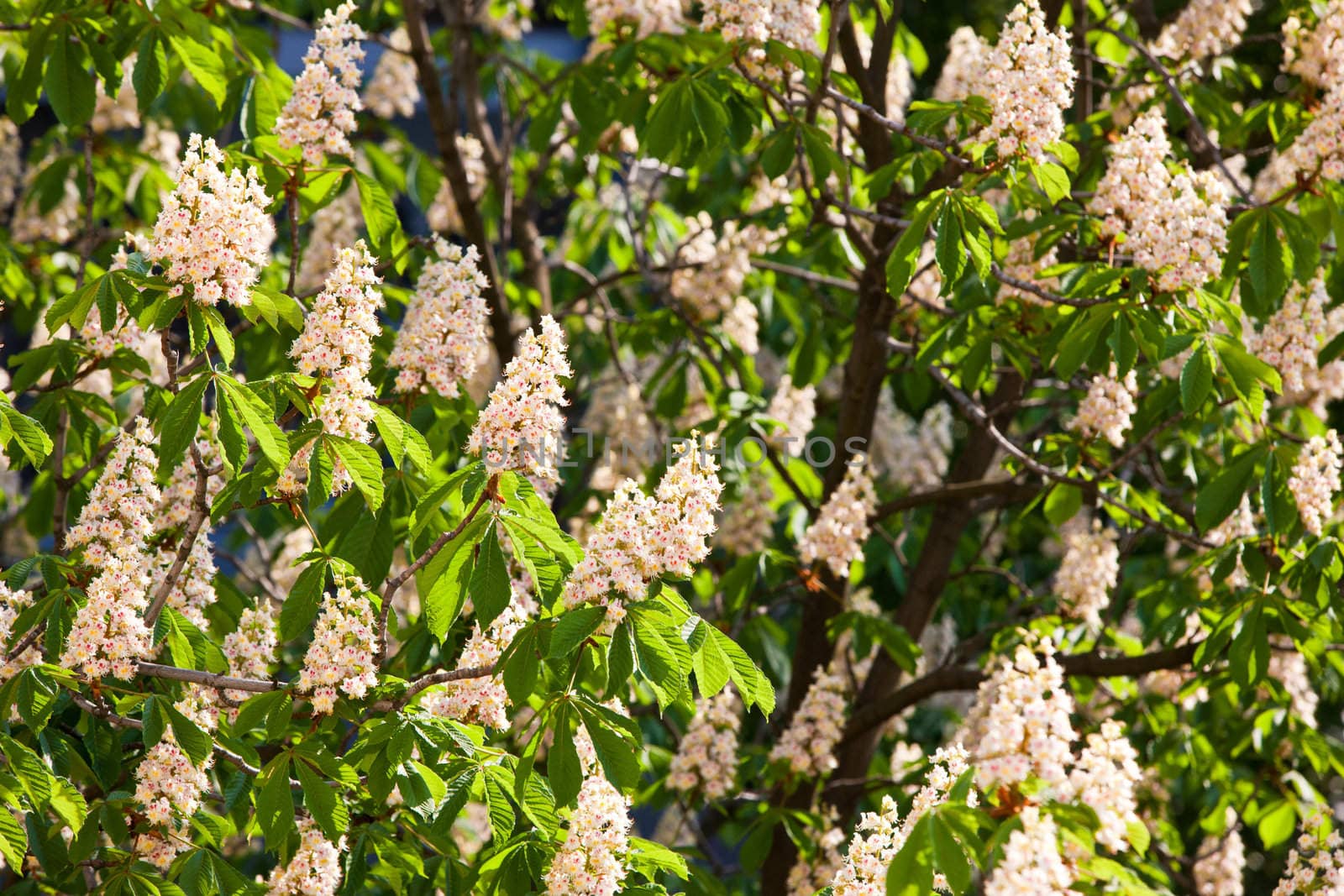 nature series: horse- chestnut bloom in spring season