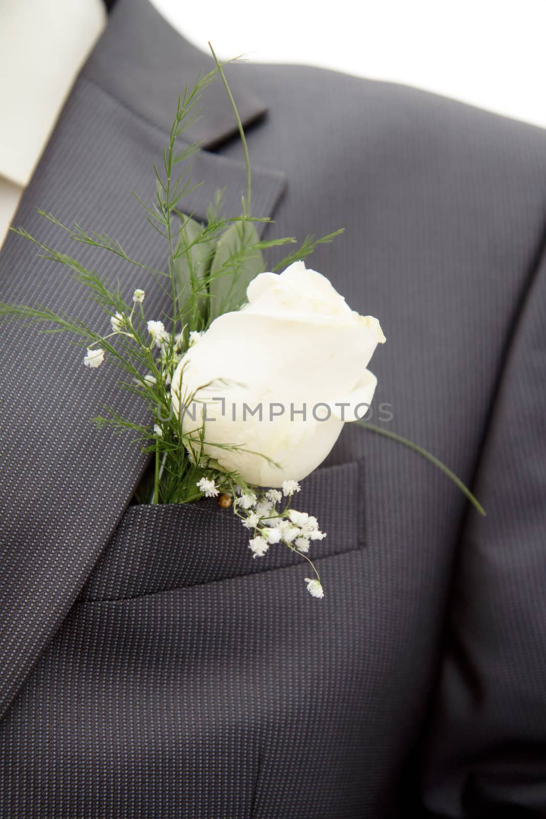 white rose in his lapel of his jacket the groom
