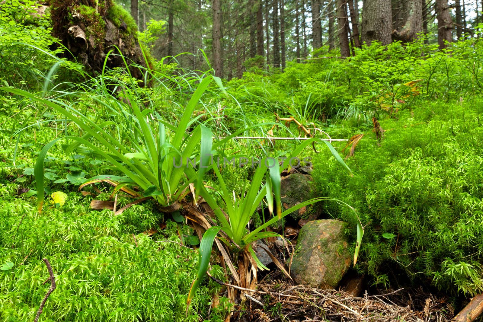 Picture of the forest in the Carpathian mountains