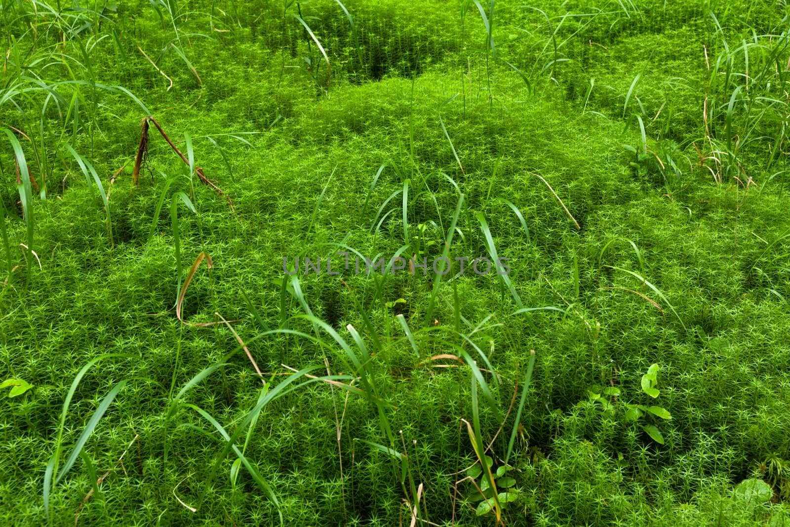 Picture of the Fresh green grass in the Carpathian mountains