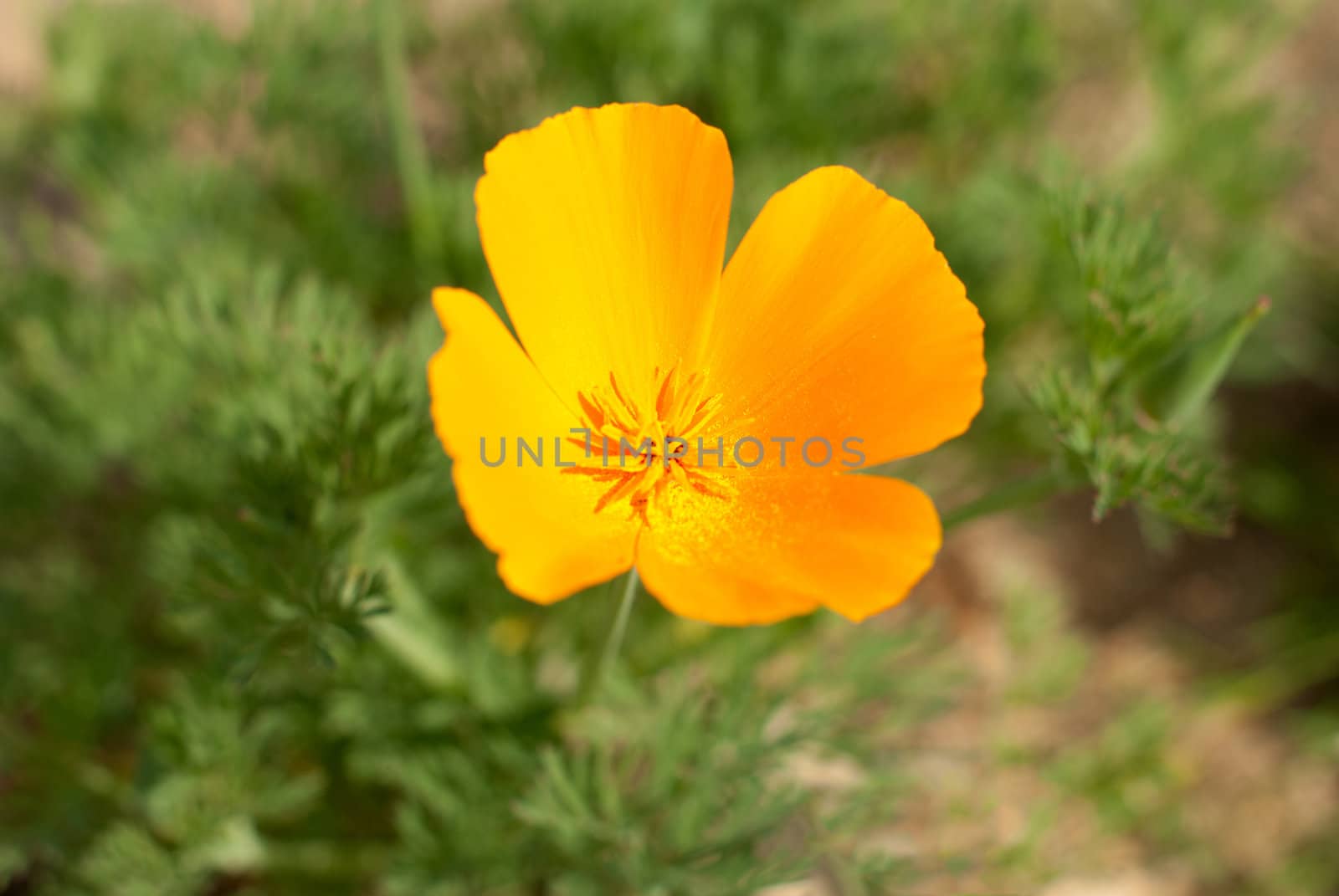 Top view of an orange poppie flower using a selective focus effect.