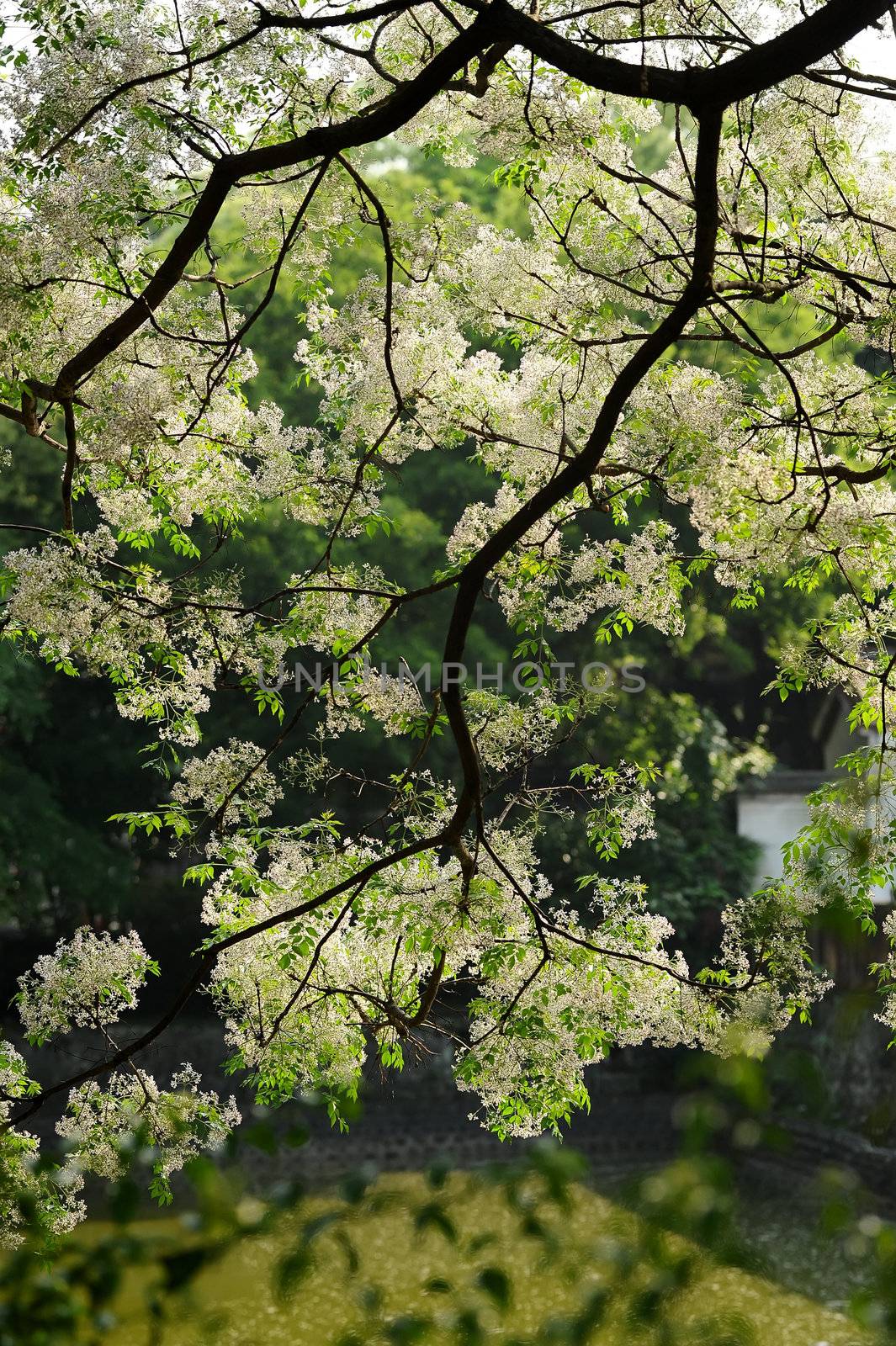 Nature background of white flowers on tree, Chinaberry (melia azedarach), shot in Taiwan, Asia.
