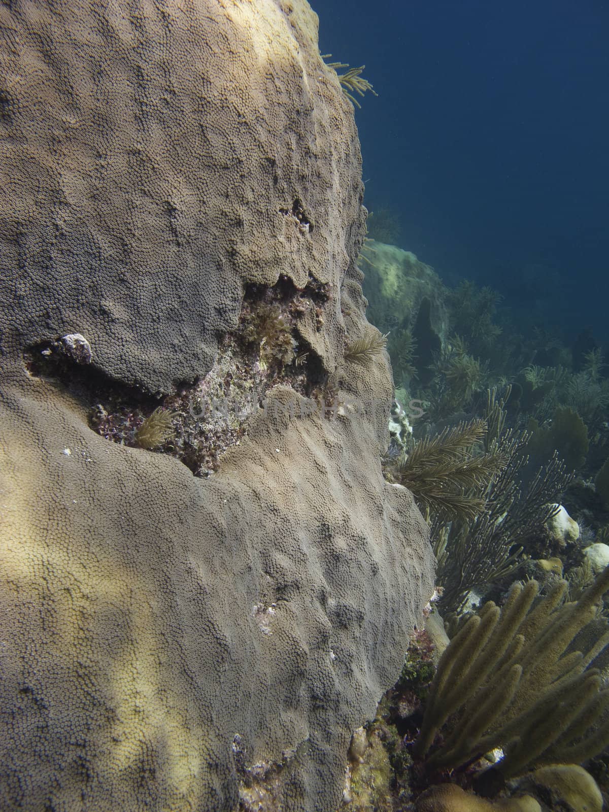 Close up view of a giant coral looking like a rock