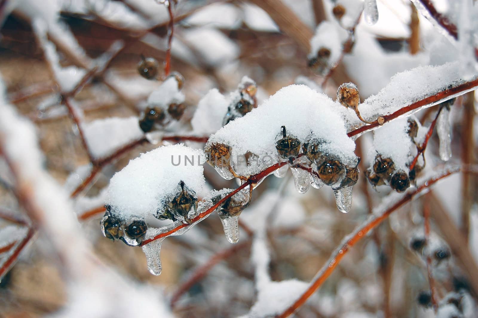 Snow covered branch by jol66