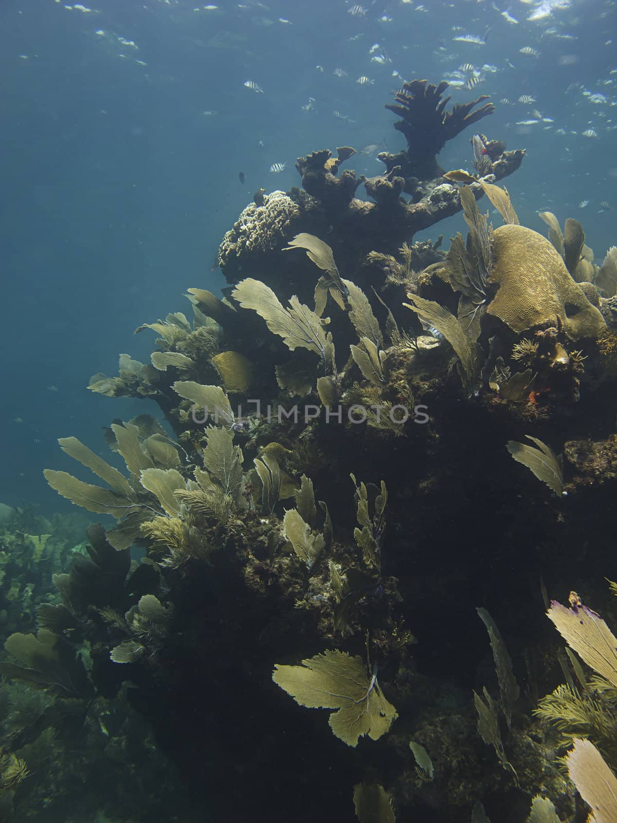 Under water coral reef bathed with sun rays